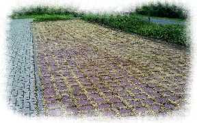 Starker Wildkraut-/Unkrautbefall eines Gartenweges